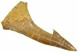 Fossil Sawfish (Onchopristis) Rostral Barb - Morocco #250869-1